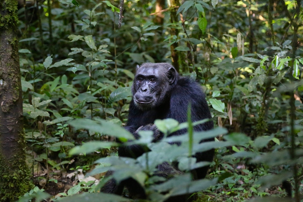 Rwanda - Gorilla & Parco dei Vulcani