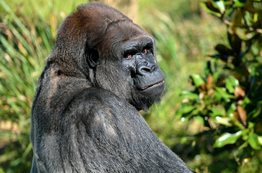 Uganda - Trekking dei Gorilla di Montagna